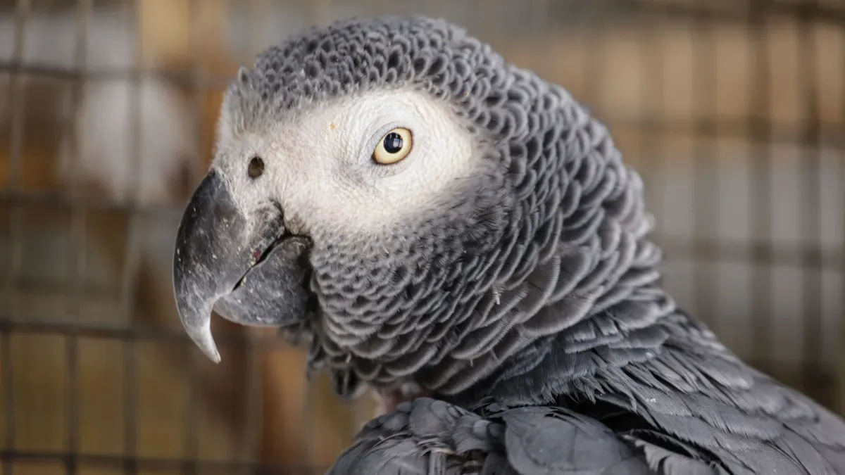 Araras “conversam” com humanos? Entenda o que acontece no cérebro das aves