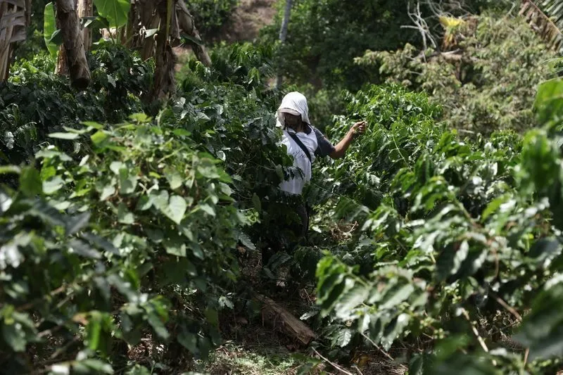 Em projeto inédito, Espírito Santo testa gás natural na secagem de café