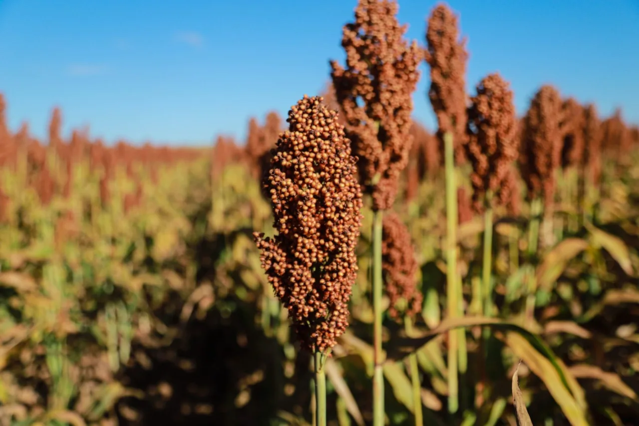 Caroço de açaí vira nanofertilizante e faz sorgo crescer até 164% mais