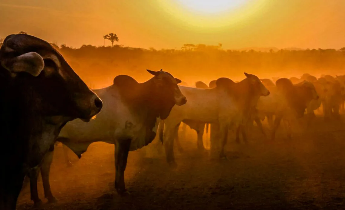 Calor intenso acende alerta no campo: altas temperaturas exigem cuidado redobrado com os rebanhos