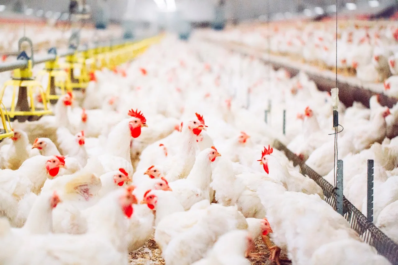 Brasil produz quase 42 mil toneladas de frango por dia; como conseguimos produzir tanto?