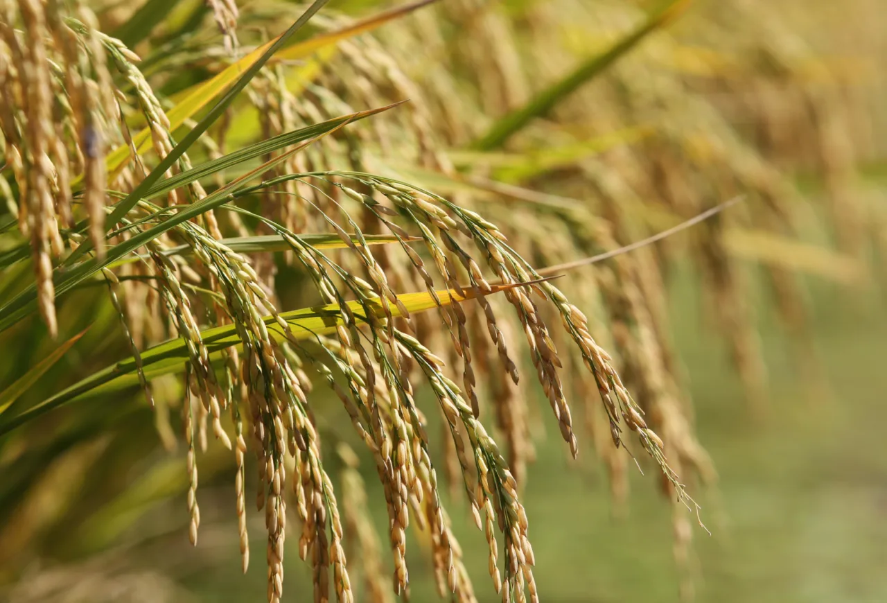 Baixa oferta de arroz sustenta cotações no RS
