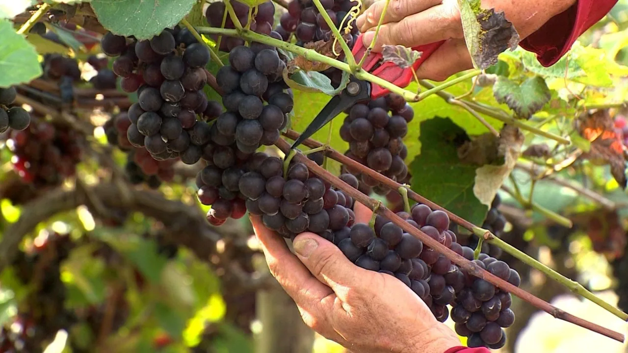 Uvas crescem em meio ao calor e aos cafezais e viram de suco a biscoitos no Norte do ES