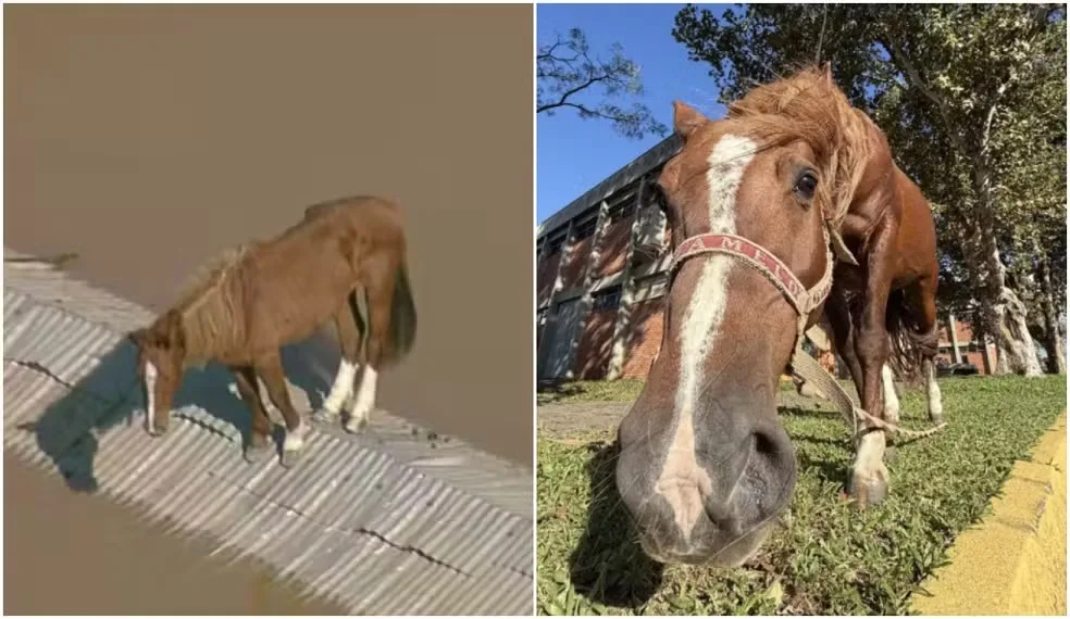 Caramelo pode ganhar herdeiro: instituição busca égua para cavalo que virou símbolo das enchentes no RS