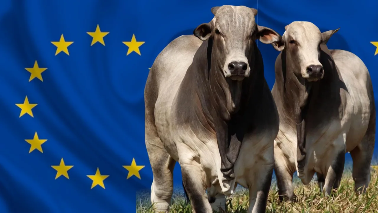 Europa muda as regras e Brasil prepara um novo “boi” para continuar vendendo carne ao bloco