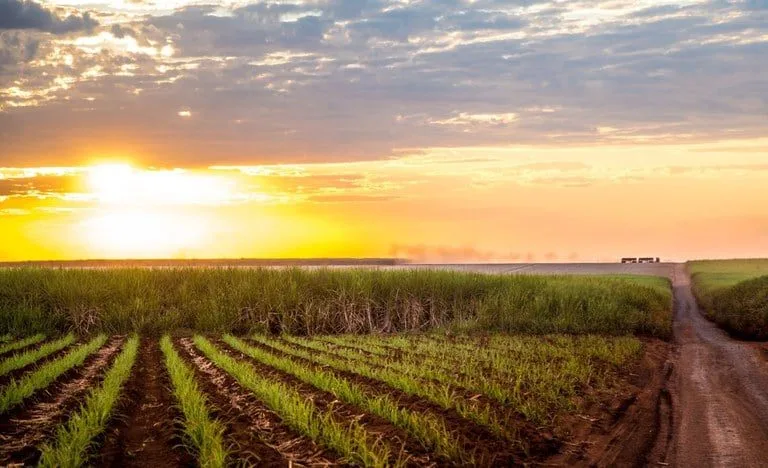 Onda de calor de 40°C em SP põe agro em alerta e reforça importância da eficiência hídrica e do crédito rural