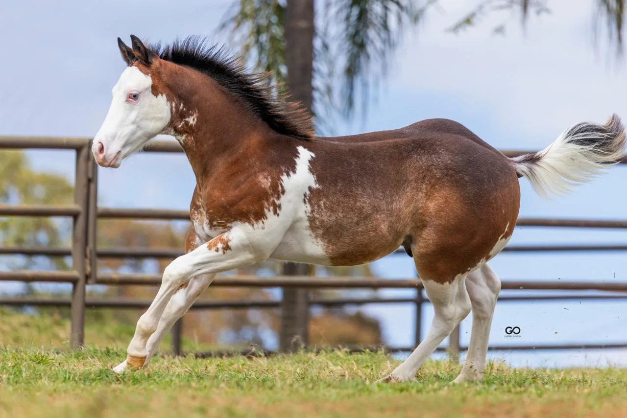 Haras Frange e JAX Ranch apresentam ÚNIC TORO JAX, aposta da nova geração genética do Quarto de Milha