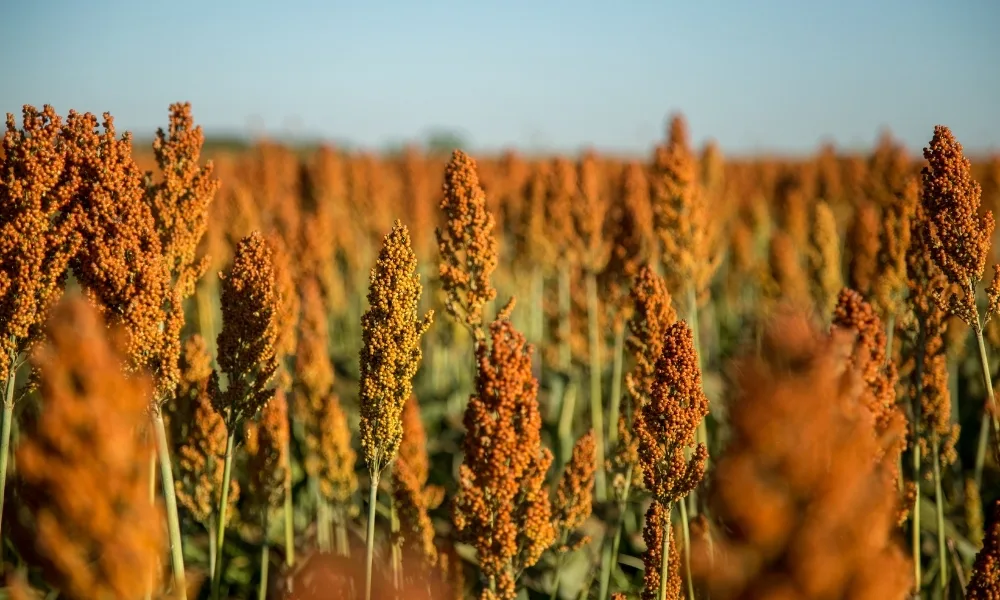 Exportação de sorgo do Brasil ganha ritmo em agosto com impulso da China