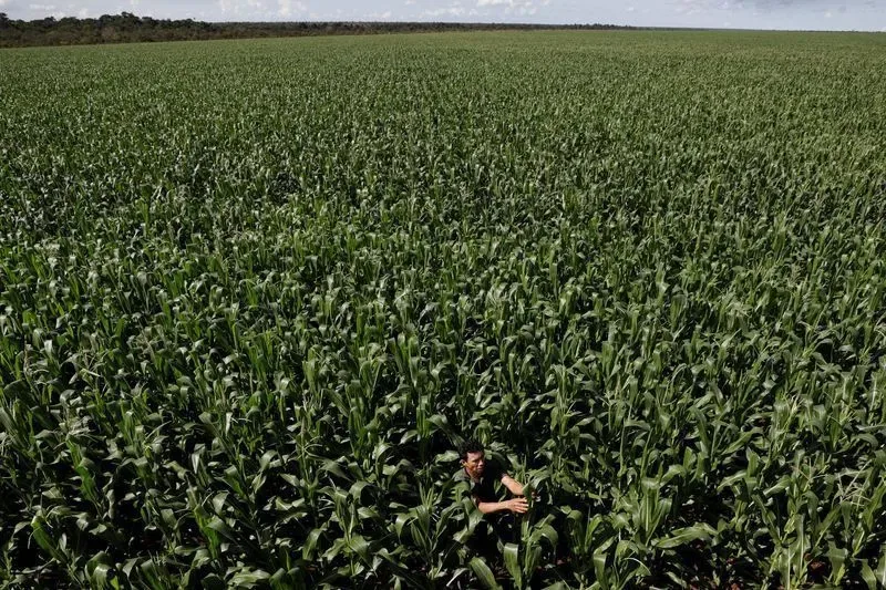 Colheita de milho do Brasil tem avanço para 84,4%, diz Pátria AgroNegócios
