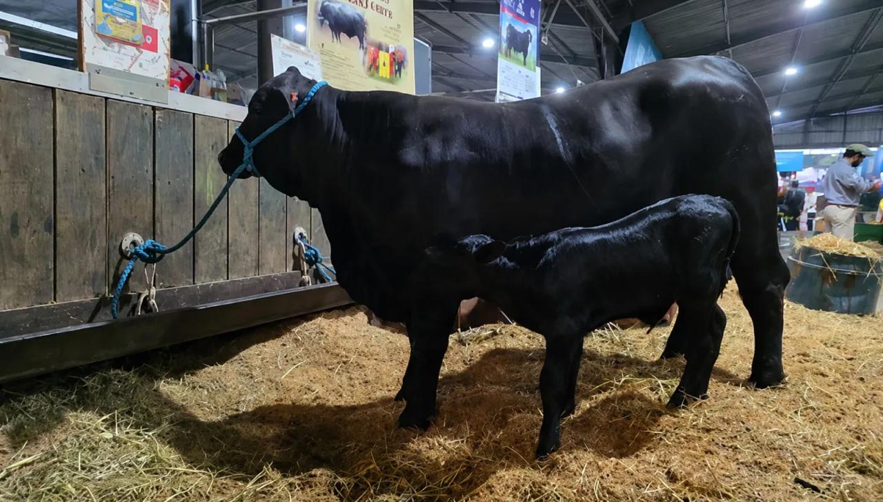 Primeira terneira nascida na 49ª Expointer é Brangus e marca participação histórica da raça