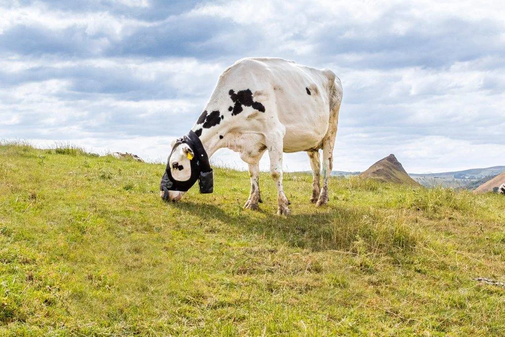 “Coleira” revela quanto metano cada boi emite individualmente na fazenda
