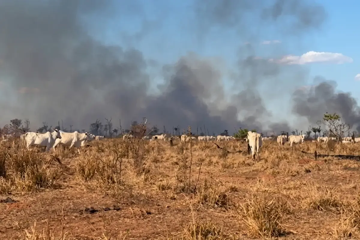 Fogo avança sobre fazendas e força retirada de mais de 80 bovinos em MT