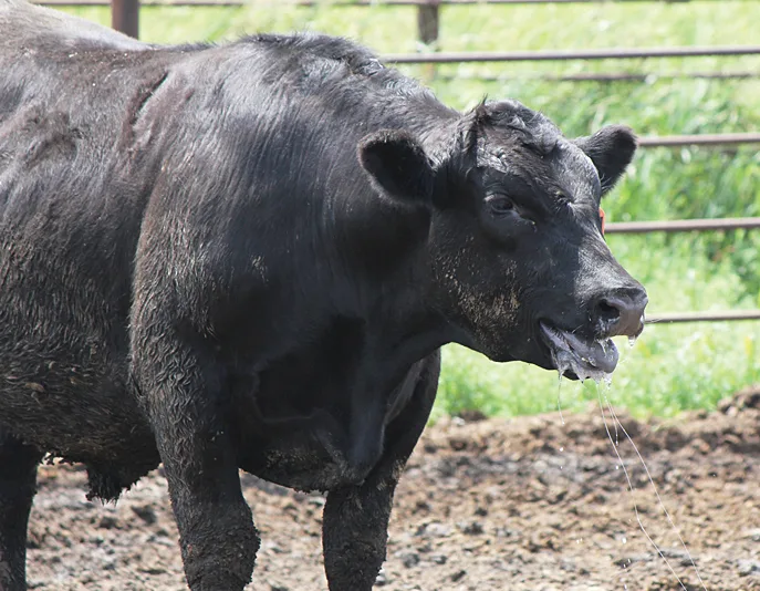 Gado de boca aberta é sinal de perigo? Veja como identificar estresse pelo calor