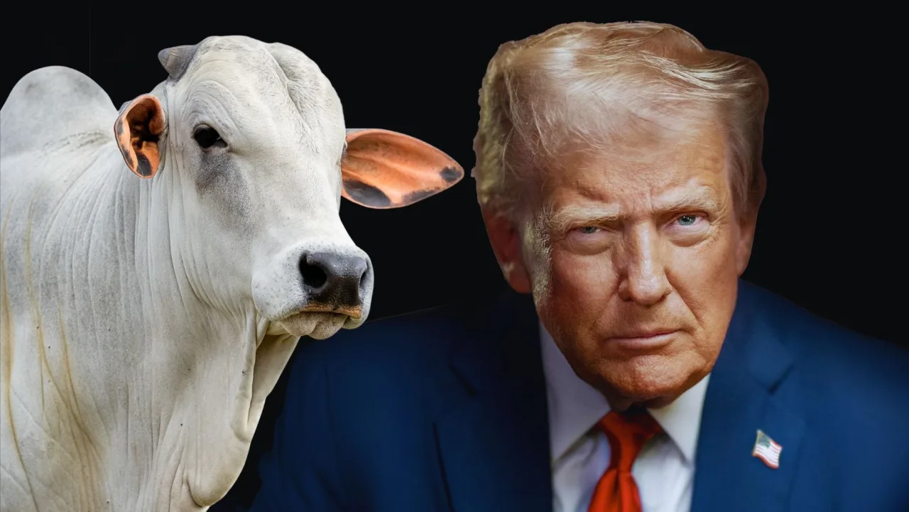Agricultura: nova cota de carne bovina dos EUA traz vantagem econômica relevante
