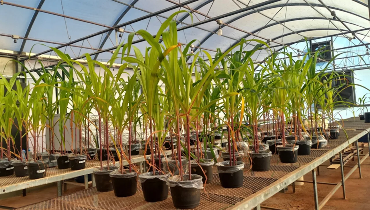 Fertilizante mineral com aditivo biológico melhora cultivos