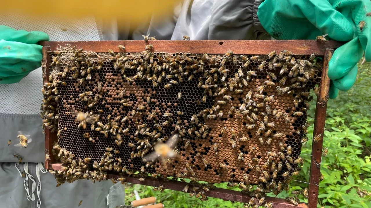 São Paulo soma mais de 4,3 mil acidentes com abelhas e quatro mortes em 2026