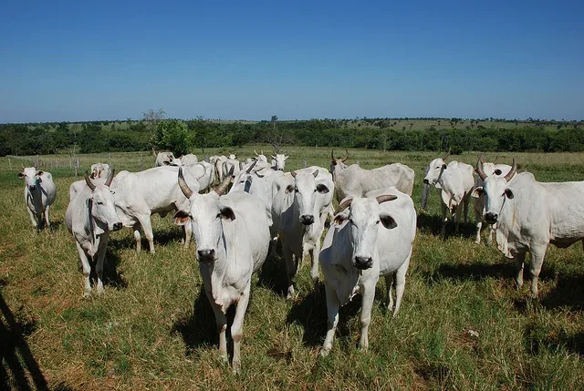 Escalas de abate e exportações mantêm mercado do boi gordo no radar nesta semana
