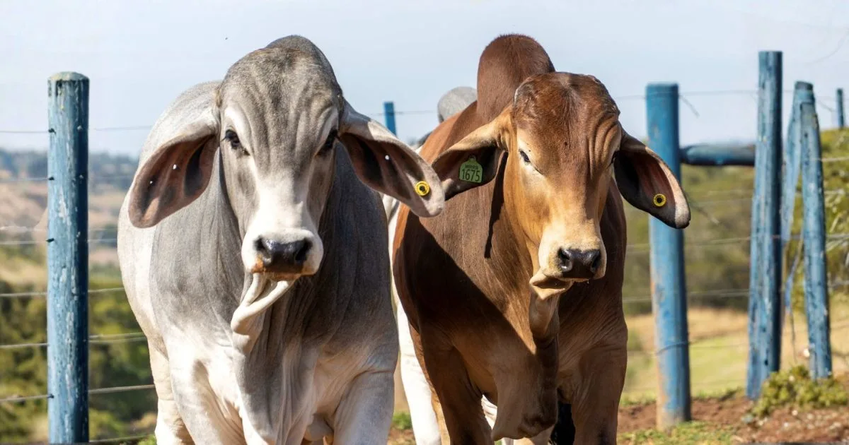 Raça Brahman terá leilão e lançamento de avaliação genômica na 19ª ExpoGenética