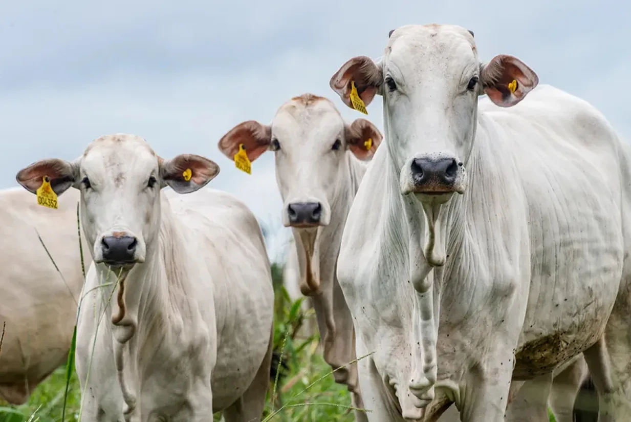Com 25 fazendas, grupo do agro entra em recuperação judicial com dívida de R$ 53 milhões