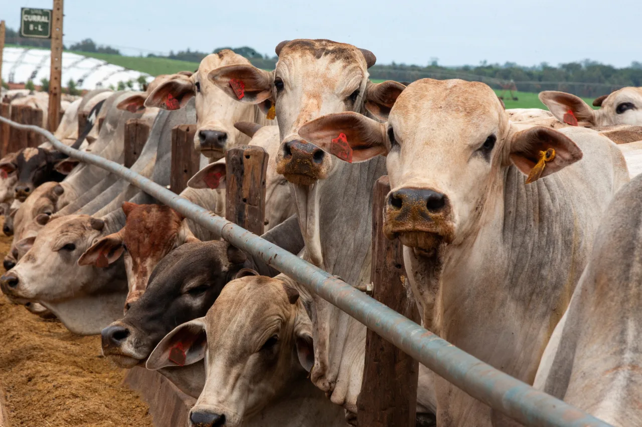 Produção de carne bovina do Brasil deve cair em 2026 em meio a tarifas, barreiras comerciais e incertezas no mercado global