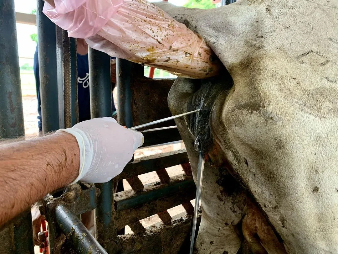 Mercado de genética bovina cresce 12,4% no primeiro semestre e supera 12 milhões de doses comercializadas