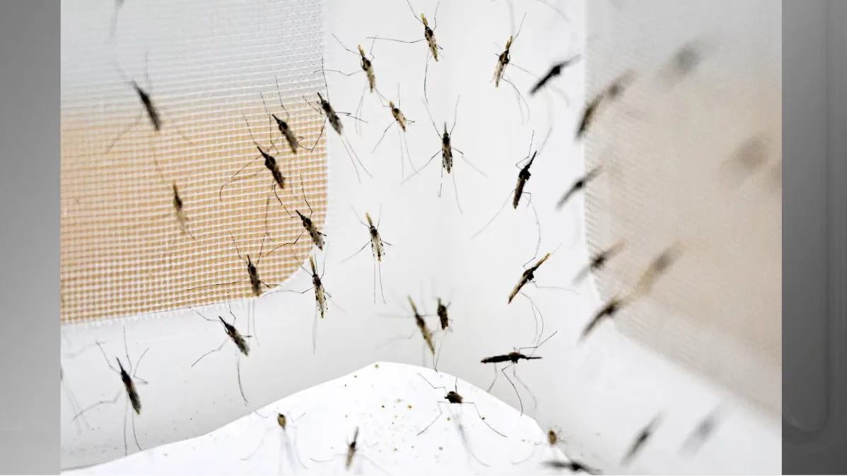 O que fazer se pegar piolho? Filha de Viih Tube teve infestação