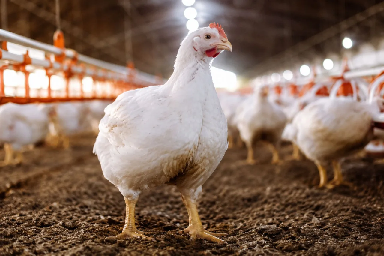 Frango pronto para o abate: quanto tempo leva para chegar ao peso ideal?
