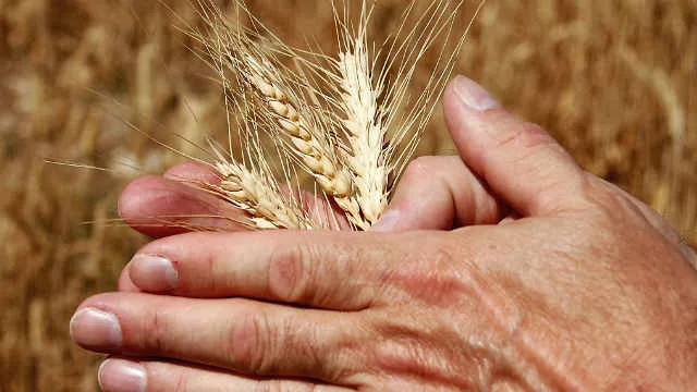 EUA vendem 296,4 mil t de trigo da safra 2026/27, revela USDA