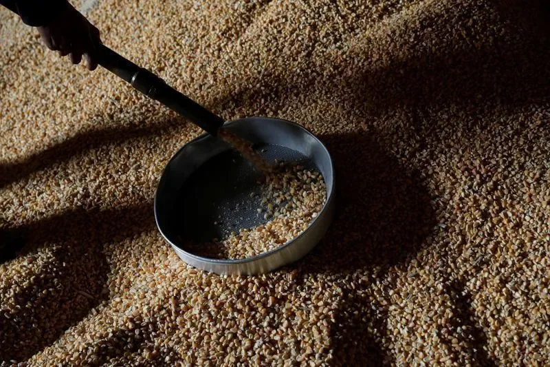 Colheita de algodão está atrasada em Mato Grosso
