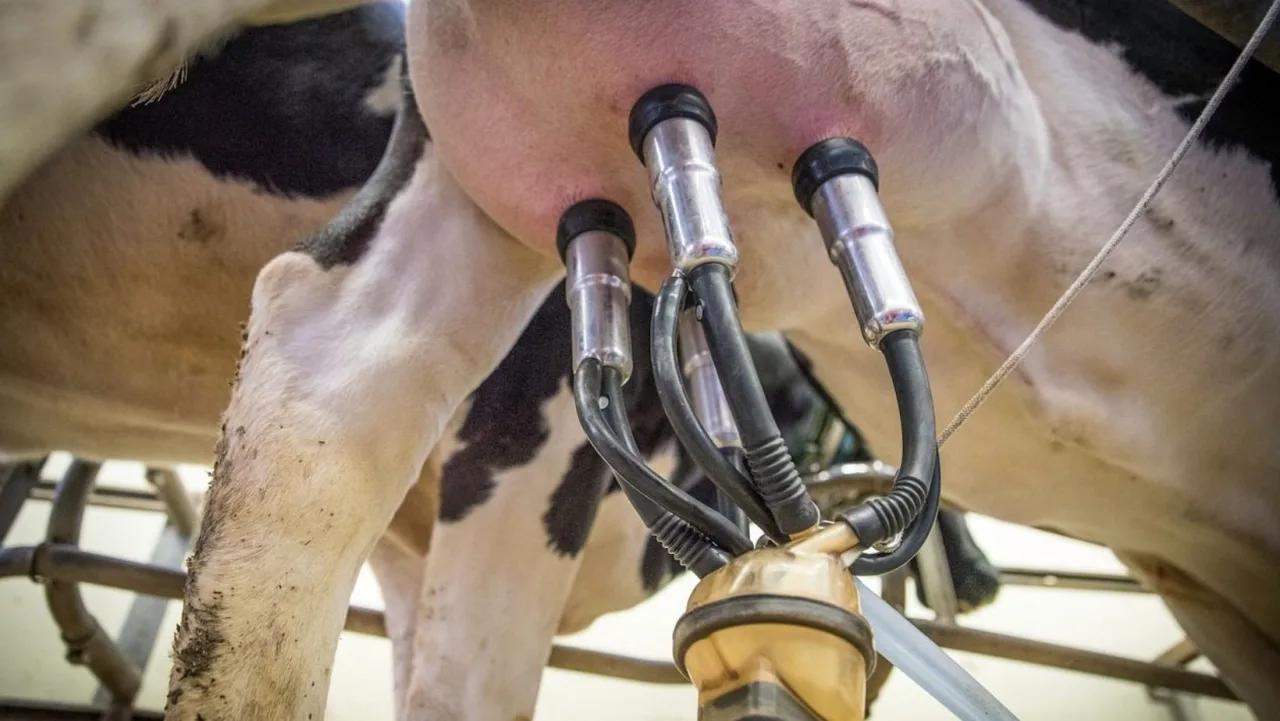 A fazenda de leite do futuro terá menos gente e mais tecnologia? Setor passa por transformação