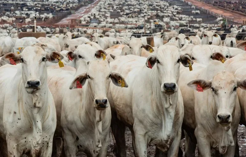 Sem China pecuarista de MT pisa no freio na decisão de confinar
