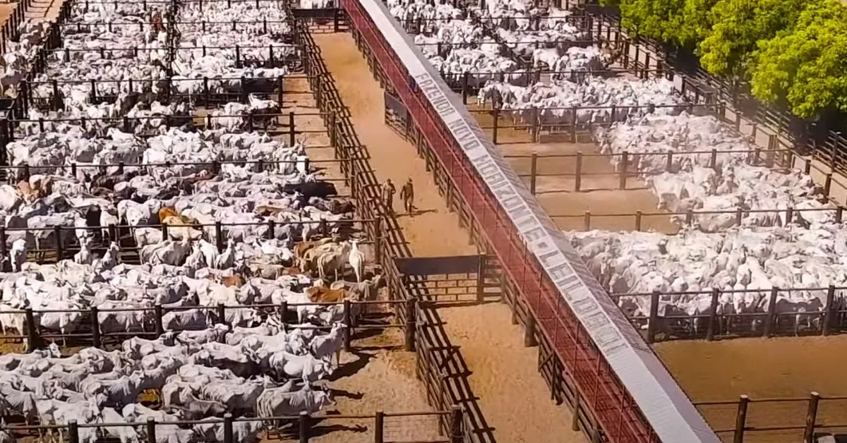 Boi magro chega a R$ 5,2 mil e alta da reposição aperta margem do pecuarista