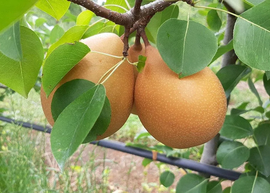 Após 20 anos de pesquisa, Embrapa lança pera brasileira que produz até 30 toneladas por hectare