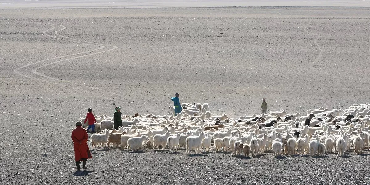 Sem pasto para os rebanhos: desertificação ameaça a pecuária nômade na Mongólia