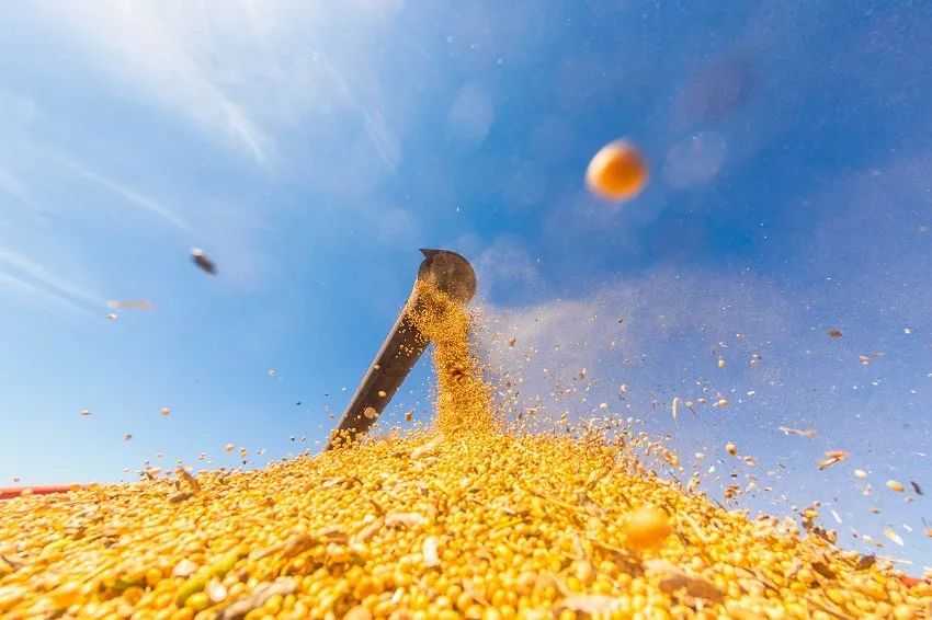 Soja mais cara em Mato Grosso reduz margem da indústria de esmagamento, aponta Imea