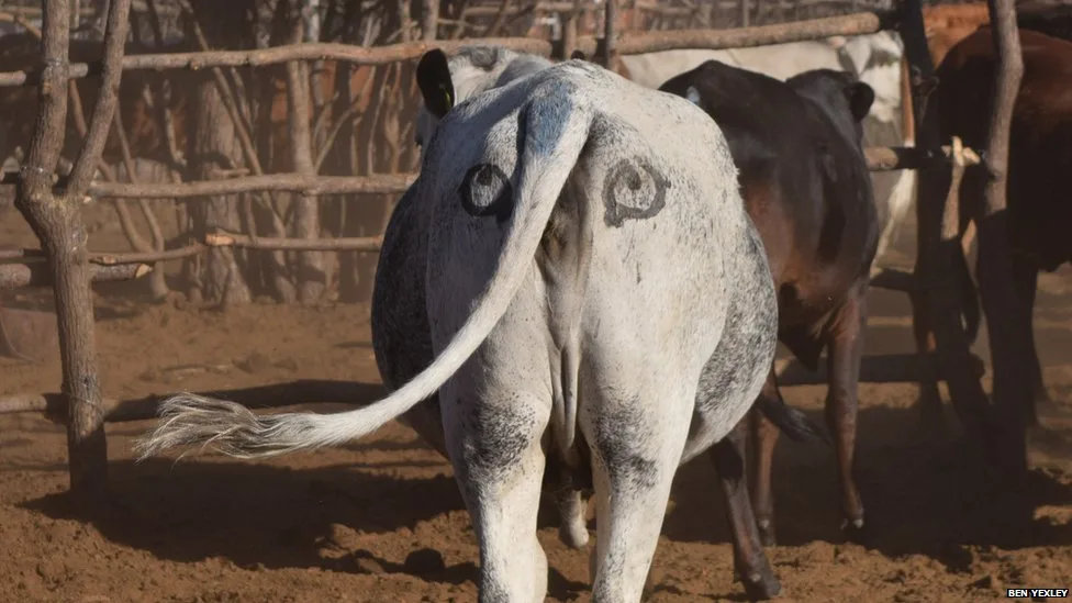 Pintar olhos na garupa das vacas zerou ataques de leões em experimento; entenda a técnica