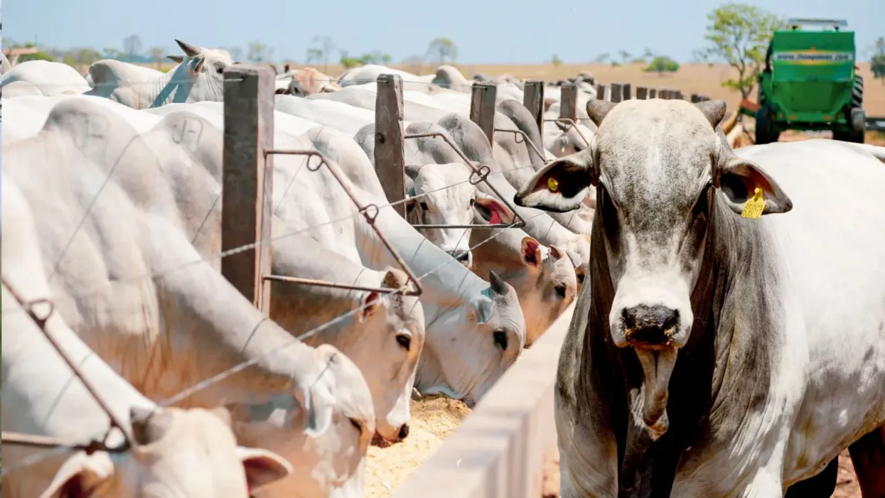 Custo alimentar cai para menos de 48% da arroba produzida e Relação de Troca bate recorde no confinamento