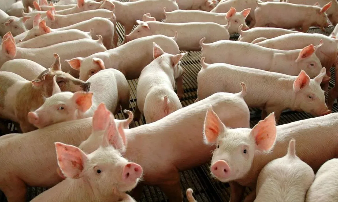 Brasil deve exportar até 96 mil toneladas de carne às Filipinas em 2026