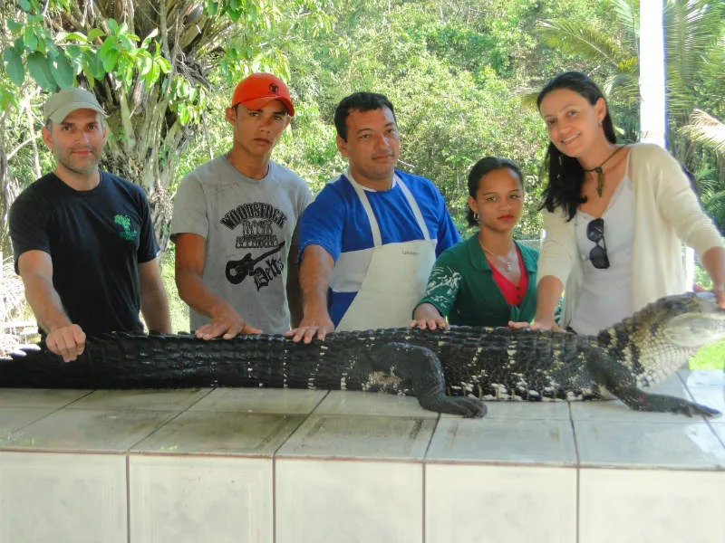 Carne de jacaré vira fonte de renda na Amazônia com manejo de animais de vida livre