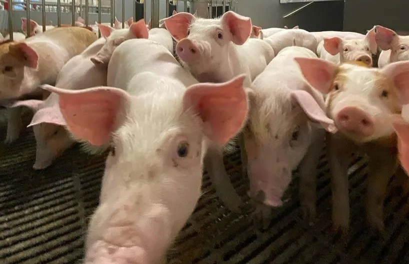 LAR Cooperativa assume projeto de suinocultura e projeta aportar centenas de milhões em Laranjeiras do Sul (PR)
