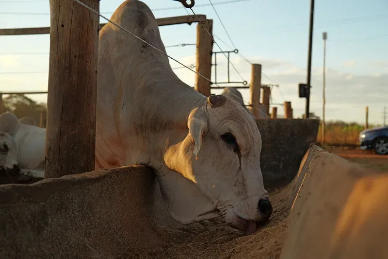 Pesquisa inédita testa DDGS de sorgo na alimentação de gado de corte no Brasil