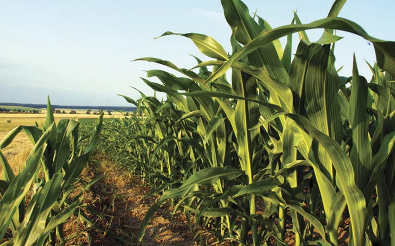 AgRural: Com chuva no PR, MS e SP, colheita da safrinha de milho vai a 79% no Centro-Sul