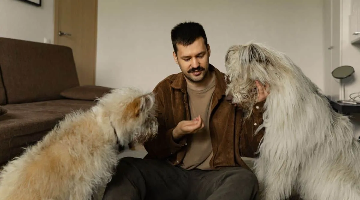 Por que falamos com nossos pets como se fossem bebês?