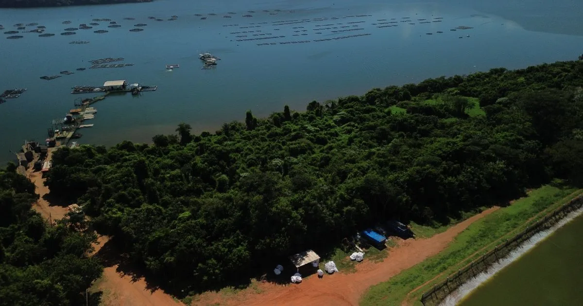 Maior projeto de piscicultura do Brasil revela: o segredo do peixe sustentável está na mata ciliar