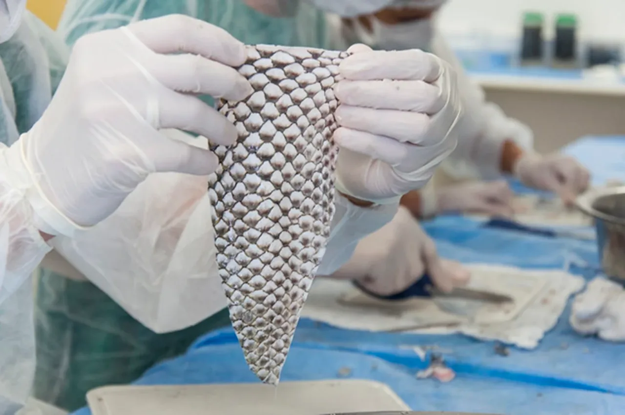 Ceará terá 1ª fábrica de pele de tilápia para tratar queimaduras