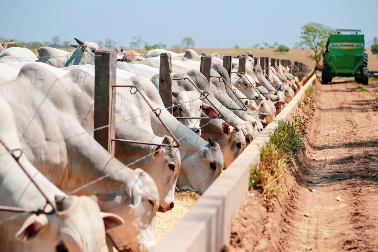Lucro do confinamento bovino cresceu 80,8% em sete anos, revela Ponta Agro