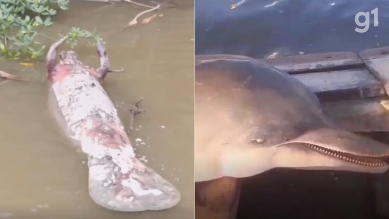 VÍDEO: Peixe-boi e boto-cinza são encontrados mortos em área de pesca em Icatu