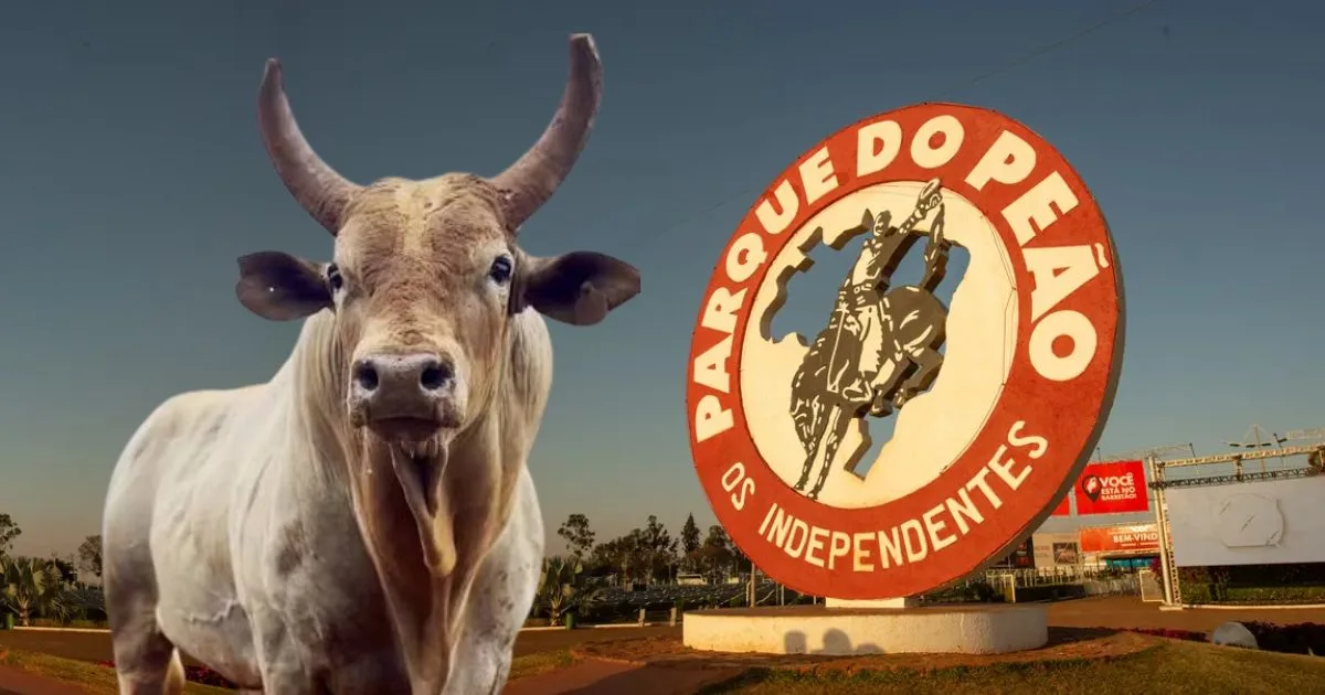 Barretos sem Cobiçado? Ausência do maior touro agita bastidores do rodeio