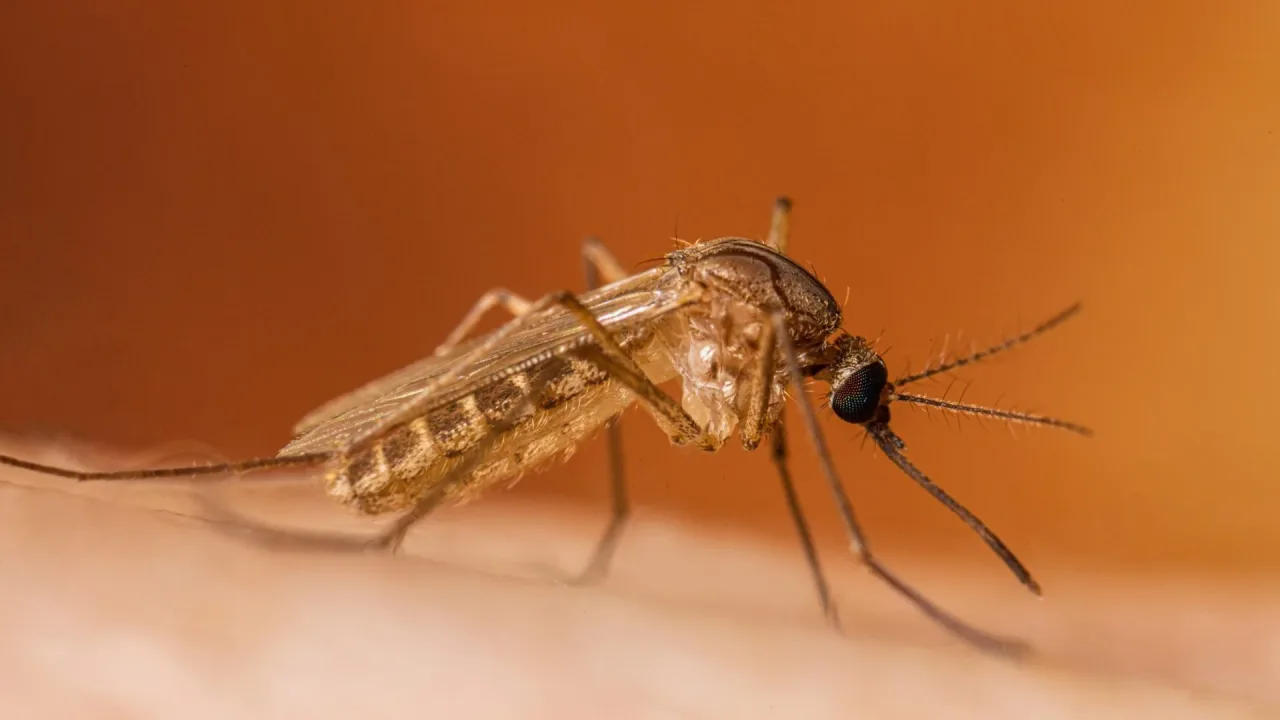 Brasil tem 4 casos de febre do Nilo Ocidental e uma morte