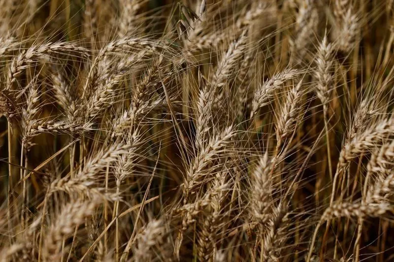 Trigo mais caro pressiona moinhos e padarias; veja como fica preço do pão